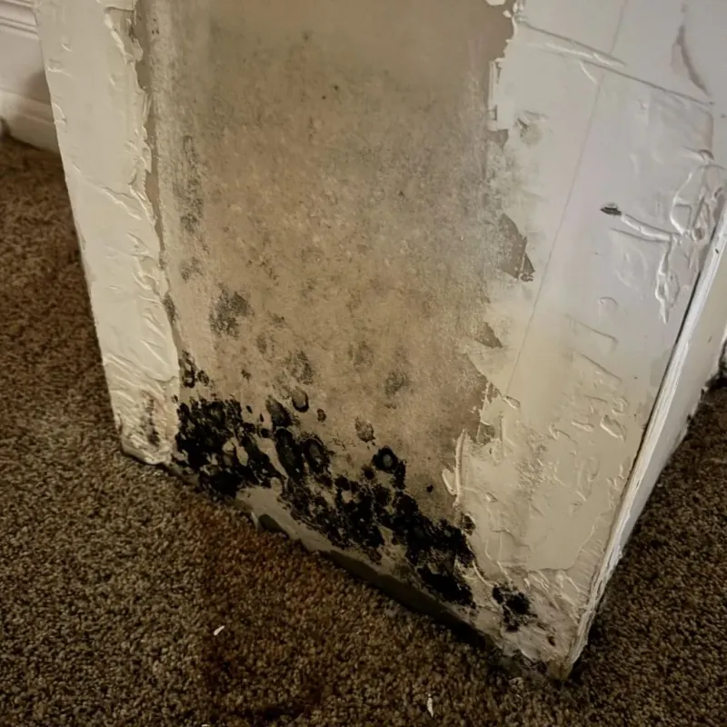 Professional Mold Removal in Hopkins County, KY